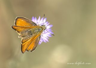 Siyah Antenli Zpzp (Thymelicus lineolus)