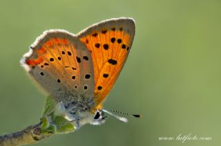 Osmanl Atei (Lycaena ottomanus)