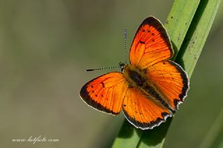 Osmanl Atei (Lycaena ottomanus)