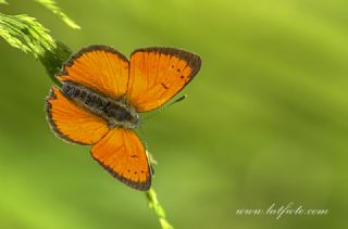 Osmanl Atei (Lycaena ottomanus)