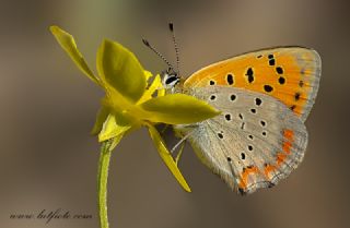 Osmanl Atei (Lycaena ottomanus)