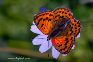 Osmanl� Ate�i&nbsp;(Lycaena&nbsp;ottomanus)