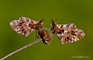 Morinci (Clossiana dia)