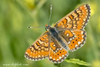 G�zel Nazu�um&nbsp;(Euphydryas&nbsp;orientalis)