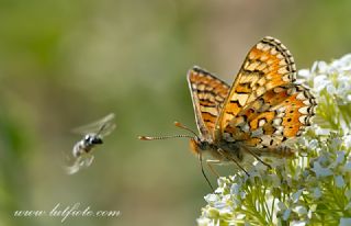 G�zel Nazu�um&nbsp;(Euphydryas&nbsp;orientalis)