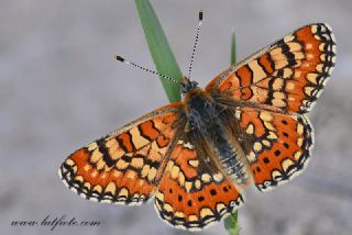 Gzel Nazuum (Euphydryas orientalis)