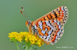 Gzel Nazuum (Euphydryas orientalis)