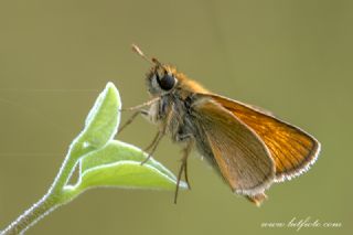 Sar Lekeli Zpzp (Thymelicus acteon)