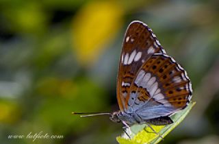 Han�meli Kelebe�i&nbsp;(Limenitis&nbsp;camilla)