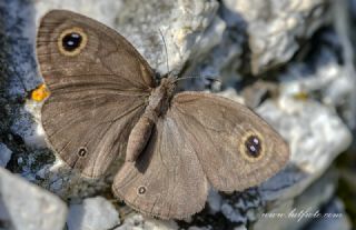 Karag�z&nbsp;(Ypthima&nbsp;asterope)