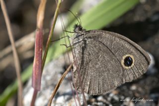 Karag�z&nbsp;(Ypthima&nbsp;asterope)