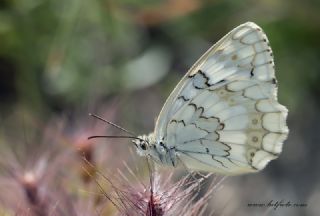 Azeri Melikesi&nbsp;(Melanargia&nbsp;hylata)