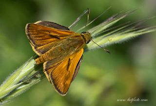 Orman Zpzp (Ochlodes sylvanus)