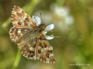 Mermer Zpzp (Carcharodus lavatherae)