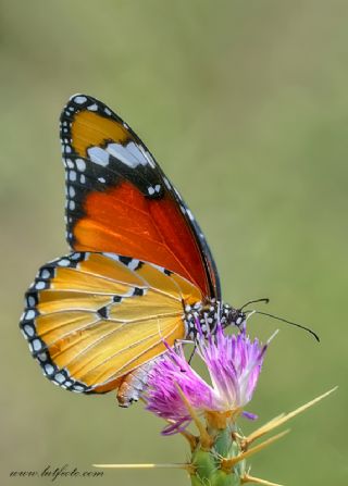 Sultan (Danaus chrysippus)