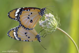 Sultan (Danaus chrysippus)