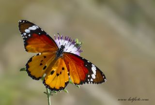 Sultan (Danaus chrysippus)