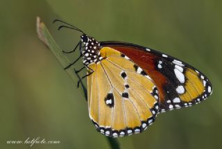 Sultan (Danaus chrysippus)