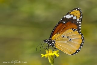 Sultan (Danaus chrysippus)