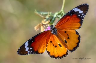 Sultan (Danaus chrysippus)