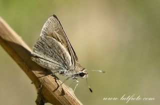 Alsides Zpzp (Eogenes alcides)