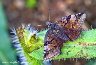 Kara Zpzp (Erynnis marloyi)