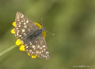 Mozaik Zpzp (Muschampia tessellum)