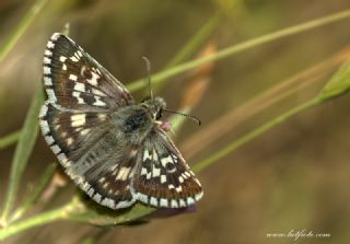 Gzel Zpzp (Pyrgus cinarae)