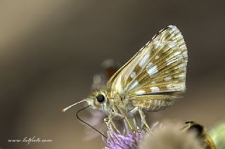 Gzel Zpzp (Pyrgus cinarae)