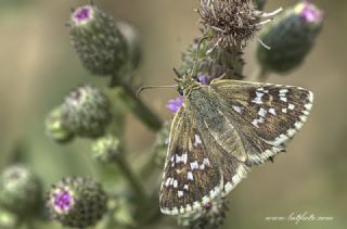Gzel Zpzp (Pyrgus cinarae)