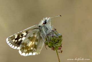 Gzel Zpzp (Pyrgus cinarae)