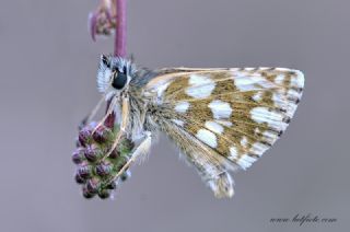 Kzl Zpzp (Spialia orbifer)