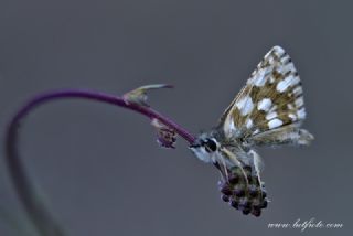 Kzl Zpzp (Spialia orbifer)