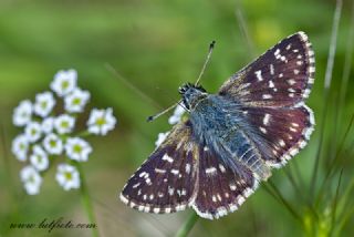 Kzl Zpzp (Spialia orbifer)