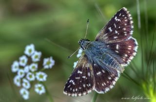 Kzl Zpzp (Spialia orbifer)