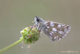 Kzl Zpzp (Spialia orbifer)