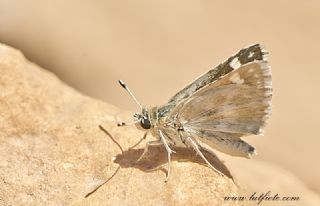 Mara Zpzp (Spialia osthelderi)