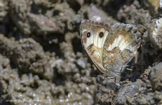 Anadolu Yalanccads (Pseudochazara anthelea)