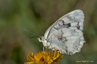 l Melikesi (Melanargia grumi)