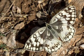 l Melikesi (Melanargia grumi)