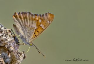 Trakya mparatoru (Apatura metis)