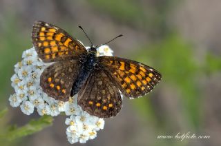 Kafkasyal Amannisa (Mellicta  caucasogenita)