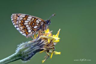 Kafkasyal Amannisa (Mellicta  caucasogenita)