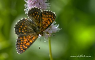 Funda parhan (Melitaea irka)