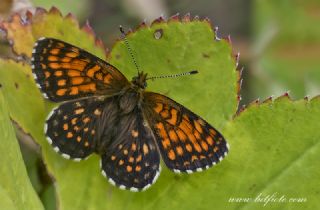 Funda parhan (Melitaea irka)