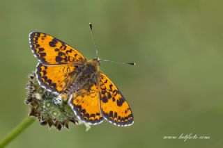 Kafkasyal parhan (Melitaea interrupta)