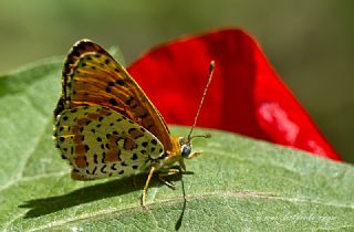 ranl parhan (Melitaea persea)