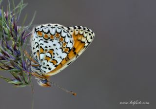 Cezayirli parhan (Melitaea ornata)