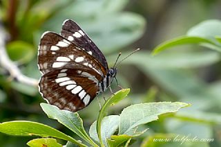 Szlen Karakz (Neptis rivularis)