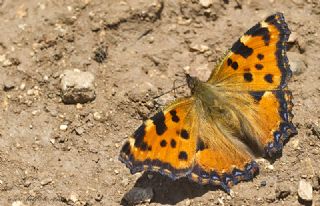 Karaaa Nimfalisi (Inachis polychloros)